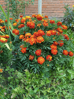 67c8ad03ea07424d543206f89229b3d26ce338amjz65yms