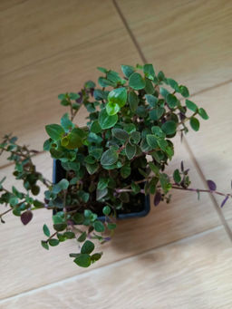 6d150379c247f2f32ef239ce6da6ee3d2flixtjfkrmfgfxn3r