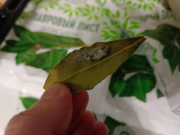 6d3273c9ac0f362f49484b7c5d761b456ce3385mike9v1q