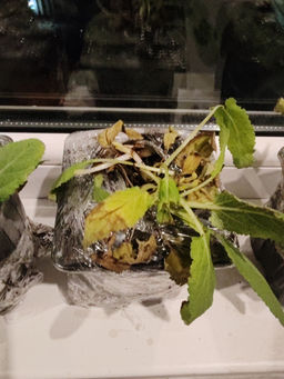 74833a3dc2c8ccc766ed742e6829c2ab2flixtp340mgi68r4t