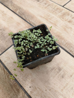 74936691657509749e0ce7148e64b9606ce3qnxtmlp6dx3p