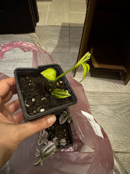 74b65cc90376ebaae092215eed1dda8b6ce3385mit85t8l