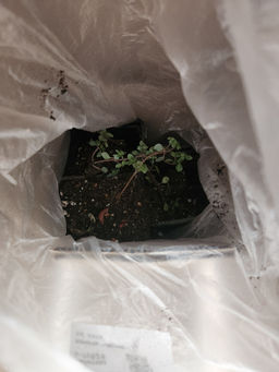 7a2c71ba7b37e81939ececa05823810b6ce318zkcmnbgso0h