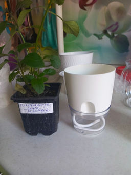 7ca55b2ac85974ad8e05d500821e6b246ce3h2t2ml0baz1x