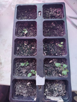 7d50ab11be00bc13f70965dab8d1363a6ce3qnx4mlqh8480