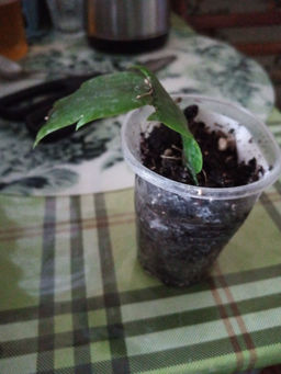 7f4053e18d031c7d97332d7bf43cac786ce3qnx5mldjxy8q