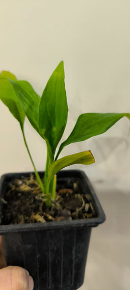 7f6608a142bc2c1021f75561097061d96ce3qnx5mmxoy2w0