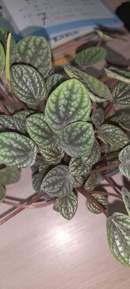 7f8ecbc9c09f0cab67cb3920a24784e82flixtsahhmgi7i2ug