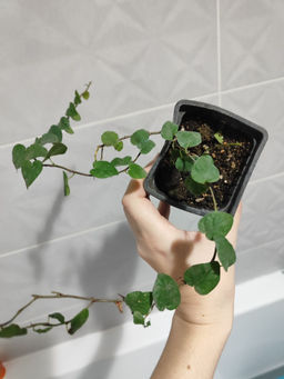 8564a6b2e155521d565284f97da69ff76ce3385mj2is076