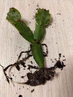 893a9b74dc23717bd80629f2ab5c85e86ce3h2suml0wi6b2