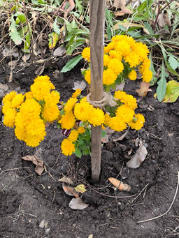 8bdef88d36648940b9148a9b2181fc7c2flixt22nsfmhoxihh