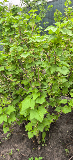 8d07ae29e066f26965c34948a32f8b72u3vnr1eu6maf97btc