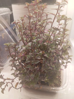 8d406b1f6c76ce8ca3fb31af416c21c56ce3qnx4mlsufrm1