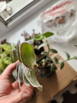 8d44a421fbc212db5d8f875ec66d82f82flixt1d9axmf12m87