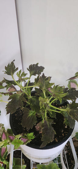 90cd010dc136a02a3b421c0c728d736c2flixt19tsomhpxumy