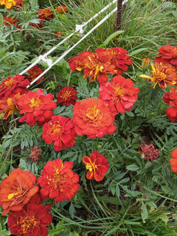 91a076c4ff2d1e572cd822d2a8d5d4f86ce338amjz5o6f3