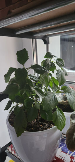 91a1da3fa8c0fb73ca0e47b8ad5750952flixt19tsomhpxyp3