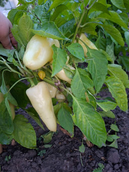 91e548f6d98aa2164b71b51139564eb42flixt1hx3bmf13yh1