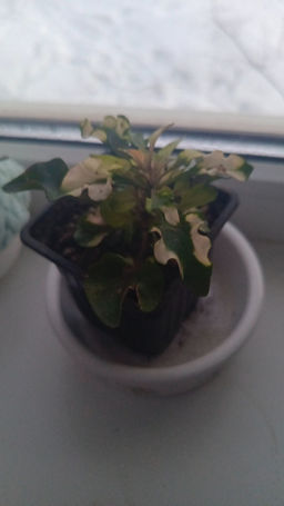 953d05eecdacbf18329624bb526cf7e96ce3h2suml0b76od