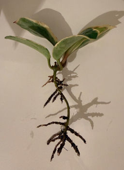 95f3d76734a97cfe7040b7c1a619e3aa6ce3h2sumks476d4