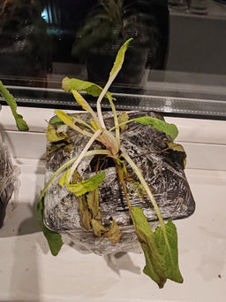 99793303d44e25ada6c9c4a8fc6fde902flixtp340mgi68elx