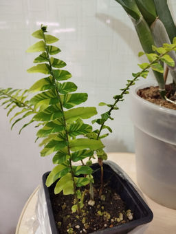 99e75e602eeaede2144d0912e0266c4a6ce3385mit3d253