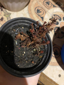 9b43997e310da6275e82494ba81c0cff6ce32oqmi61u7xc