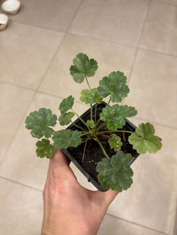 9f558387148fc84ad62b54ec283e0c612flixtu9o7mgfcecmk