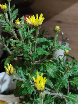 9ff0a7c2c3693ba479057a5dc39c14976ce3i4tmhw79wgk