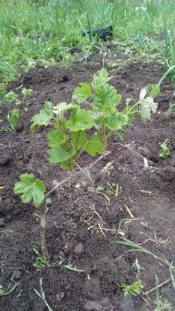 a43a2edc75bdaf6ee203d555d9d1c68b1j787vwgpvl70tg0br