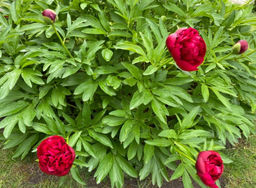 a5088f9e7b43c8eefb42ee7b6ab388ed18bq41twitmbrz0jk7