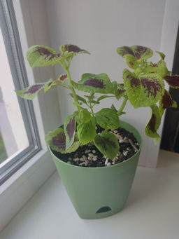 a71d90f111995b2a06f77f5bebf426cd1nij717tqzlzzom1r3