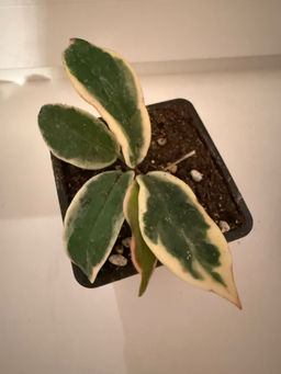 a737de059cf306a38e90d7ef9b3d65576ce3h2simks47o5s