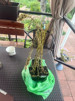 ae653fcbf40690897b8eae00b43853d42flixt233t5mf1fij6