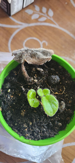 b044f005ab41991f889023f69a16d2122flixt19tsomhpxrt3