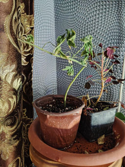 b0bc2bfbd2129ed5848b0feed0679aae6ce338amjpw2vk0