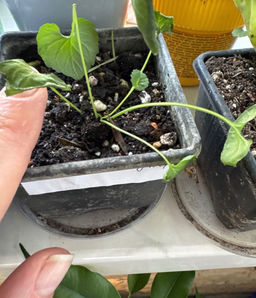 b0d98de0d3251de0354459bc4e477dae2flixt2brsdmheycve