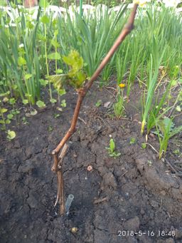 b1010d712424d281b0065dcdb64d8c381j787vwgpvl70wesxk