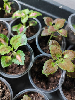 b1407e5af66faafc1593fa7ff27d4b982flixt1s34pmf8ljjk