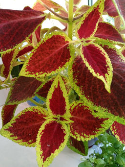 b4afa06998004c745b33ee4637db672e1nij717tqzm0c53xyg