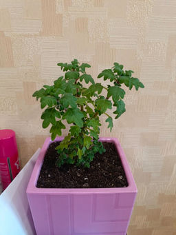 b6d719b3585cd42c60cea576acc324856ce3qnx5mm5uxn7v