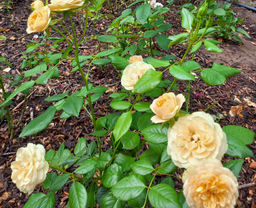 bf3ce8f4d62b3418c3d0e69acf8b2530u3vnr2dosmdwvww0w