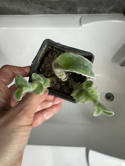 c061a1dffc0aaca932fb66da5850027c6ce338amit8c5j6