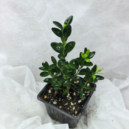 c27f8bb7b062cb3f73f3073673168cd16ce32oqmi0p923s