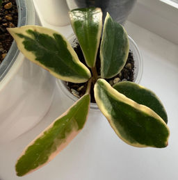 c27fc48bffd8ac5fa155b618baa48df46ce3h2t2mks47xc6