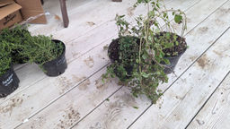 c305f79a64cb9cdc23c896e23ba267752flixt25029mhqe4e1