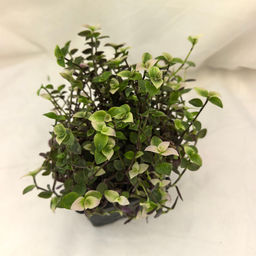 c39b7b31d13792047912ca0ab27b6cc86ce32ormi8oy4uu