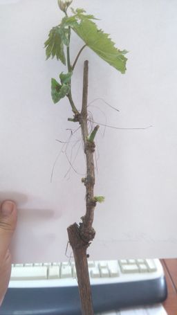 c5cf6ca90ebc2e68050acc8c971c29551j787vwgpvl72cae6v