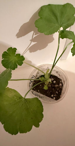 c975c6636e0d5d151e910b7836f5d9946ce3h2s0mks491sf