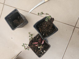 ca908faefb621c325a13845e7933d9786ce318zkzmnbgshwq